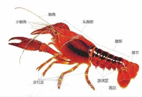 小龙虾哪里能吃哪里不能吃(小龙虾哪个地方能吃哪个地方不能吃)-第1张图片-厨房小当家 小龙虾哪里能吃哪里不能吃(小龙虾哪个地方能吃哪个地方不能吃)-第1张图片-厨房小当家