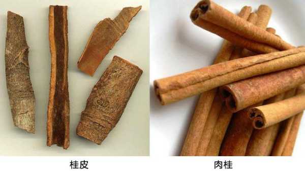 桂皮哪里的最好(桂皮哪里的最好最正宗)-第2张图片-厨房小当家 桂皮哪里的最好(桂皮哪里的最好最正宗)-第2张图片-厨房小当家