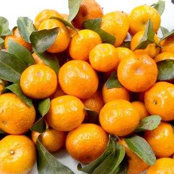 哪里的蜜桔最好(最好吃的橘子排名)-第3张图片-厨房小当家 哪里的蜜桔最好(最好吃的橘子排名)-第3张图片-厨房小当家