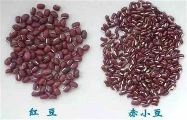 哪里赤小豆好(哪里赤小豆好吃)-第1张图片-厨房小当家 哪里赤小豆好(哪里赤小豆好吃)-第1张图片-厨房小当家