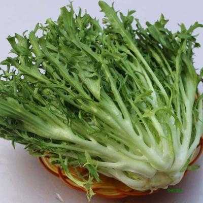 苦菊在你们那里叫什么啊我买不到,苦菊哪里买得到-第2张图片-厨房小当家 苦菊在你们那里叫什么啊我买不到,苦菊哪里买得到-第2张图片-厨房小当家