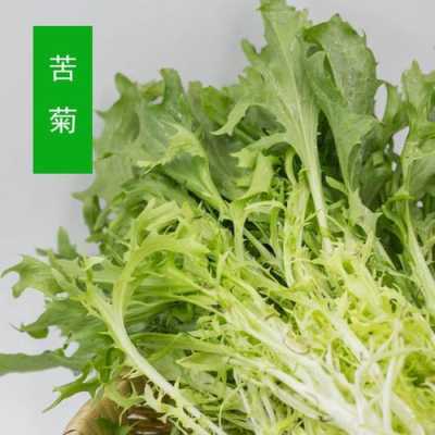 苦菊在你们那里叫什么啊我买不到,苦菊哪里买得到-第1张图片-厨房小当家 苦菊在你们那里叫什么啊我买不到,苦菊哪里买得到-第1张图片-厨房小当家
