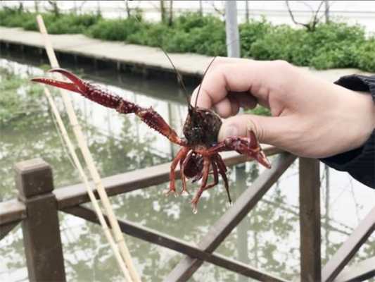 杭州钓小龙虾的地方,杭州哪的小龙虾好吃-第2张图片-厨房小当家 杭州钓小龙虾的地方,杭州哪的小龙虾好吃-第2张图片-厨房小当家