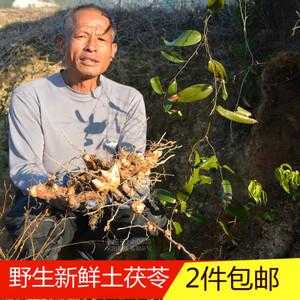 哪里出产的茯苓最好,茯苓产地中国哪里最好-第3张图片-厨房小当家 哪里出产的茯苓最好,茯苓产地中国哪里最好-第3张图片-厨房小当家