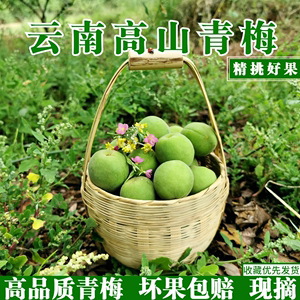 哪里的青梅品种最好,哪里的青梅最好吃-第2张图片-厨房小当家 哪里的青梅品种最好,哪里的青梅最好吃-第2张图片-厨房小当家