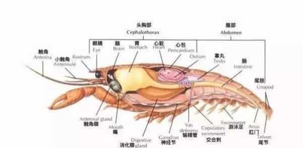 龙虾胃囊 哪里(龙虾的胃囊)-第1张图片-厨房小当家 龙虾胃囊 哪里(龙虾的胃囊)-第1张图片-厨房小当家