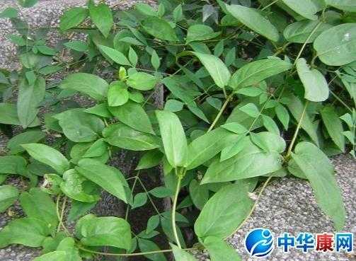 鸡屎藤在哪里（何首乌别称叫什么鸡屎藤）-第1张图片-厨房小当家