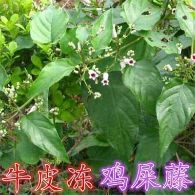 鸡屎藤在哪里（何首乌别称叫什么鸡屎藤）-第3张图片-厨房小当家