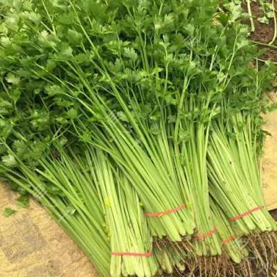 水芹菜哪里有(水芹菜哪里有卖的)-第1张图片-厨房小当家 水芹菜哪里有(水芹菜哪里有卖的)-第1张图片-厨房小当家