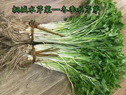 水芹菜哪里有(水芹菜哪里有卖的)-第2张图片-厨房小当家 水芹菜哪里有(水芹菜哪里有卖的)-第2张图片-厨房小当家