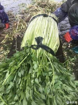 水芹菜哪里有(水芹菜哪里有卖的)-第3张图片-厨房小当家 水芹菜哪里有(水芹菜哪里有卖的)-第3张图片-厨房小当家