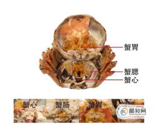 毛蟹哪些位置能吃,哪里是蟹心蟹胃-第2张图片-厨房小当家 毛蟹哪些位置能吃,哪里是蟹心蟹胃-第2张图片-厨房小当家