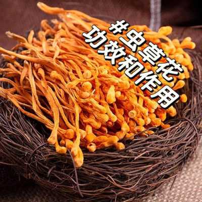 哪里产虫草花(虫草花怎么来的)-第1张图片-厨房小当家 哪里产虫草花(虫草花怎么来的)-第1张图片-厨房小当家