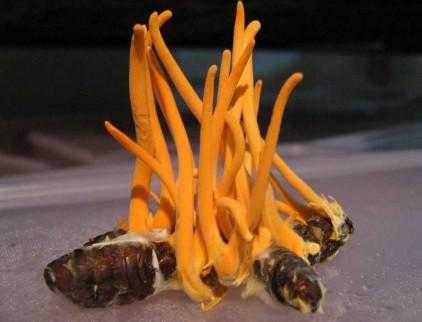 哪里产虫草花(虫草花怎么来的)-第2张图片-厨房小当家 哪里产虫草花(虫草花怎么来的)-第2张图片-厨房小当家