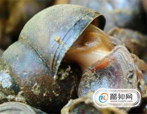 田螺哪里的最好(田螺钓什么鱼效果最好)-第1张图片-厨房小当家 田螺哪里的最好(田螺钓什么鱼效果最好)-第1张图片-厨房小当家