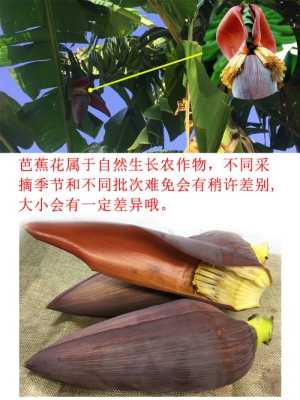 蕉蕾是哪里(蕉蕾有什么功效和禁忌)-第2张图片-厨房小当家 蕉蕾是哪里(蕉蕾有什么功效和禁忌)-第2张图片-厨房小当家