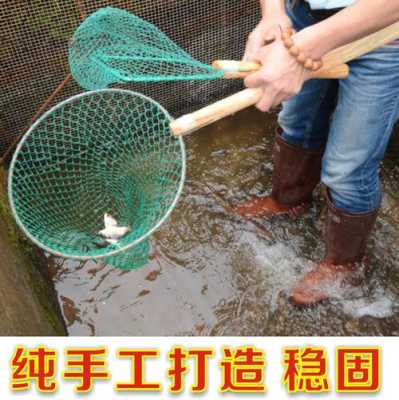 鱼菜网怎么样(鱼菜网怎么样)-第1张图片-厨房小当家 鱼菜网怎么样(鱼菜网怎么样)-第1张图片-厨房小当家
