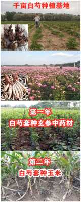 白芍产地排名,白芍是哪里的最好的药-第1张图片-厨房小当家 白芍产地排名,白芍是哪里的最好的药-第1张图片-厨房小当家