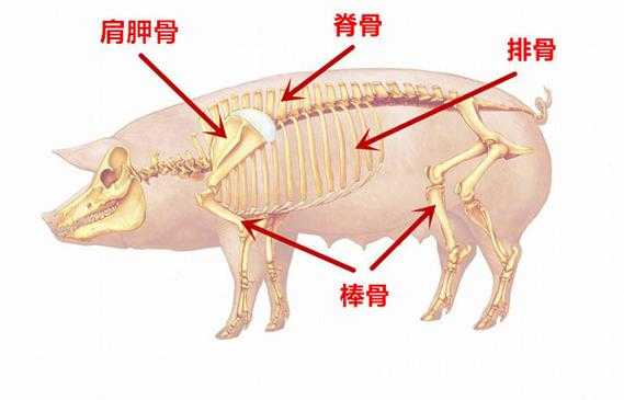 猪哪里最有营养(猪哪里的骨头营养最高)-第1张图片-厨房小当家 猪哪里最有营养(猪哪里的骨头营养最高)-第1张图片-厨房小当家