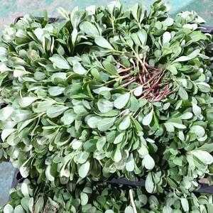 马齿菜哪里有卖（马齿菜哪里有卖的）-第3张图片-厨房小当家
