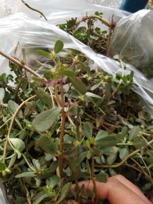 马齿菜哪里有卖（马齿菜哪里有卖的）-第1张图片-厨房小当家