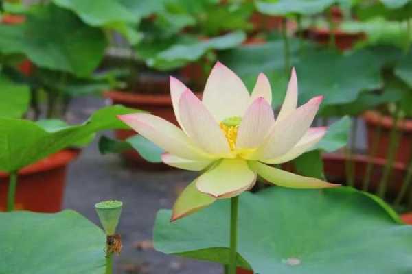 河北荷元素怎么样(2023亚运为什么会有荷花)-第3张图片-厨房小当家 河北荷元素怎么样(2023亚运为什么会有荷花)-第3张图片-厨房小当家