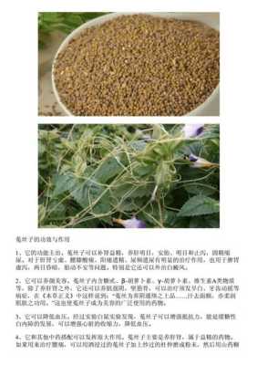 哪种菟丝子最好,菟丝子哪里的最好和什么搭配补肾最好-第2张图片-厨房小当家 哪种菟丝子最好,菟丝子哪里的最好和什么搭配补肾最好-第2张图片-厨房小当家