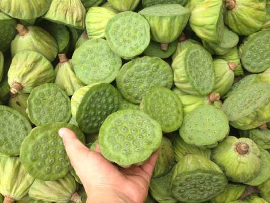 莲蓬哪里的最好(莲蓬哪里的最好吃)-第3张图片-厨房小当家 莲蓬哪里的最好(莲蓬哪里的最好吃)-第3张图片-厨房小当家