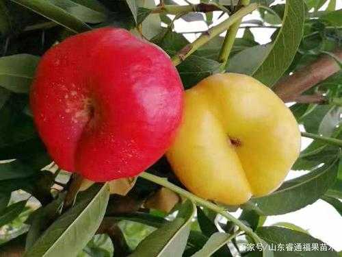 油蟠桃哪里最好吃,哪里的蟠桃好吃又甜-第3张图片-厨房小当家 油蟠桃哪里最好吃,哪里的蟠桃好吃又甜-第3张图片-厨房小当家