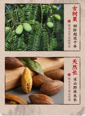 香榧子产地哪里最好,哪里的香榧好吃-第2张图片-厨房小当家 香榧子产地哪里最好,哪里的香榧好吃-第2张图片-厨房小当家