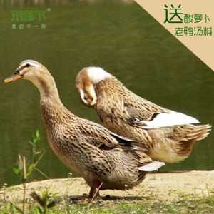 湖鸭好吃还是田鸭好吃,哪里鸭子最好吃又便宜-第3张图片-厨房小当家 湖鸭好吃还是田鸭好吃,哪里鸭子最好吃又便宜-第3张图片-厨房小当家