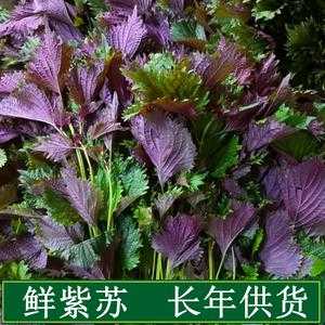 目前鲜紫苏叶收购价,新鲜紫苏哪里有卖的-第3张图片-厨房小当家 目前鲜紫苏叶收购价,新鲜紫苏哪里有卖的-第3张图片-厨房小当家