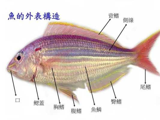 鱼的筋在哪里(鲤鱼的筋在什么部位)-第2张图片-厨房小当家 鱼的筋在哪里(鲤鱼的筋在什么部位)-第2张图片-厨房小当家