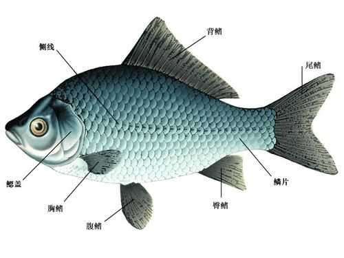 鱼的筋在哪里(鲤鱼的筋在什么部位)-第1张图片-厨房小当家 鱼的筋在哪里(鲤鱼的筋在什么部位)-第1张图片-厨房小当家