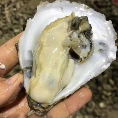 广东生蚝十大产地排名,广东生蚝哪里最好吃最出名-第1张图片-厨房小当家 广东生蚝十大产地排名,广东生蚝哪里最好吃最出名-第1张图片-厨房小当家
