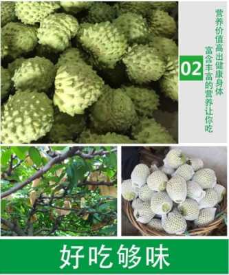 释迦果哪里的好吃(释迦果产地哪里最正宗)-第2张图片-厨房小当家 释迦果哪里的好吃(释迦果产地哪里最正宗)-第2张图片-厨房小当家