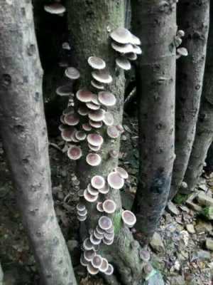 香菇长在什么树,香菇长在哪里的图片-第2张图片-厨房小当家