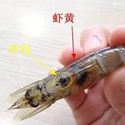虾的沙包在哪里(虾的沙包是什么)-第1张图片-厨房小当家 虾的沙包在哪里(虾的沙包是什么)-第1张图片-厨房小当家