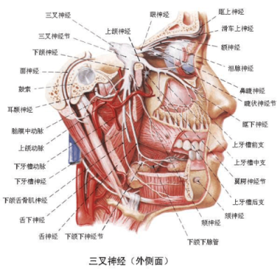 三叉骨在哪里(三叉骨疼在什么位置)-第1张图片-厨房小当家 三叉骨在哪里(三叉骨疼在什么位置)-第1张图片-厨房小当家