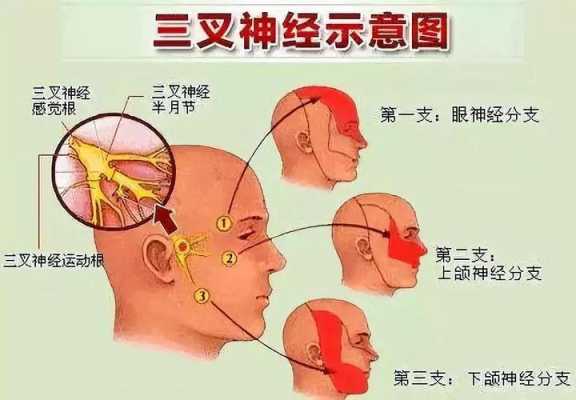 三叉骨在哪里(三叉骨疼在什么位置)-第3张图片-厨房小当家 三叉骨在哪里(三叉骨疼在什么位置)-第3张图片-厨房小当家