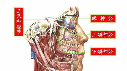 三叉骨在哪里(三叉骨疼在什么位置)-第2张图片-厨房小当家 三叉骨在哪里(三叉骨疼在什么位置)-第2张图片-厨房小当家