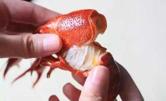 小龙虾虾腮在哪里(小龙虾的虾腮在哪)-第3张图片-厨房小当家 小龙虾虾腮在哪里(小龙虾的虾腮在哪)-第3张图片-厨房小当家