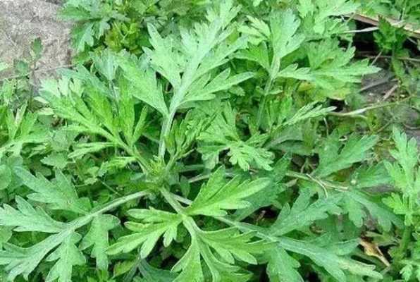 全国各地哪里的艾草最好,全国艾草哪里最好-第2张图片-厨房小当家 全国各地哪里的艾草最好,全国艾草哪里最好-第2张图片-厨房小当家