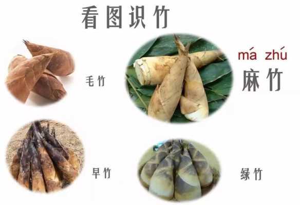 竹笋哪里可以吃哪里不能吃,竹笋哪里能吃哪里不能吃-第1张图片-厨房小当家 竹笋哪里可以吃哪里不能吃,竹笋哪里能吃哪里不能吃-第1张图片-厨房小当家
