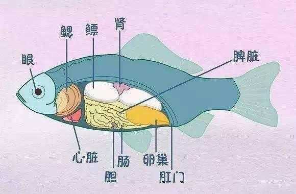 鱼肚子里的苦胆在哪里？用手掏时很容易破，如何解决,鱼苦胆在哪里图片-第1张图片-厨房小当家