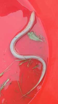 白鳝鱼哪里有(白鳝鱼哪里有卖的)-第1张图片-厨房小当家 白鳝鱼哪里有(白鳝鱼哪里有卖的)-第1张图片-厨房小当家