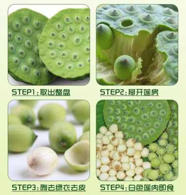 莲蓬怎么挑才好吃,莲蓬哪里的好吃又便宜-第1张图片-厨房小当家 莲蓬怎么挑才好吃,莲蓬哪里的好吃又便宜-第1张图片-厨房小当家