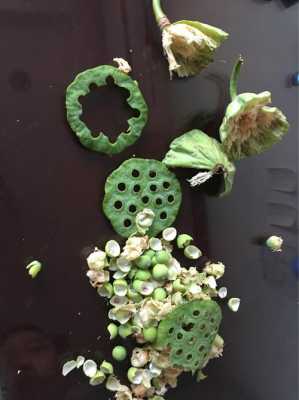 莲蓬怎么挑才好吃,莲蓬哪里的好吃又便宜-第2张图片-厨房小当家 莲蓬怎么挑才好吃,莲蓬哪里的好吃又便宜-第2张图片-厨房小当家