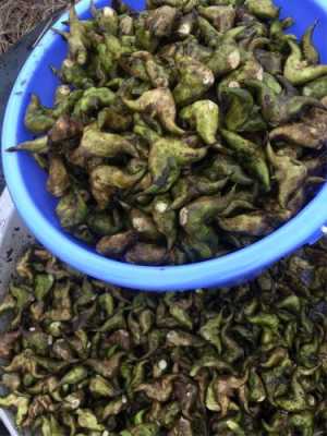 全国最好的菱角品种排名,菱角哪里的好吃啊-第2张图片-厨房小当家 全国最好的菱角品种排名,菱角哪里的好吃啊-第2张图片-厨房小当家