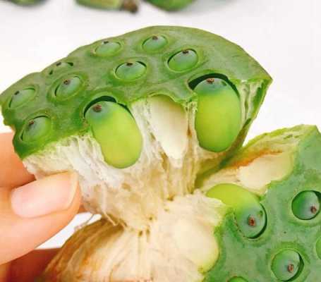 哪里的莲蓬好（哪里的莲蓬好吃）-第3张图片-厨房小当家